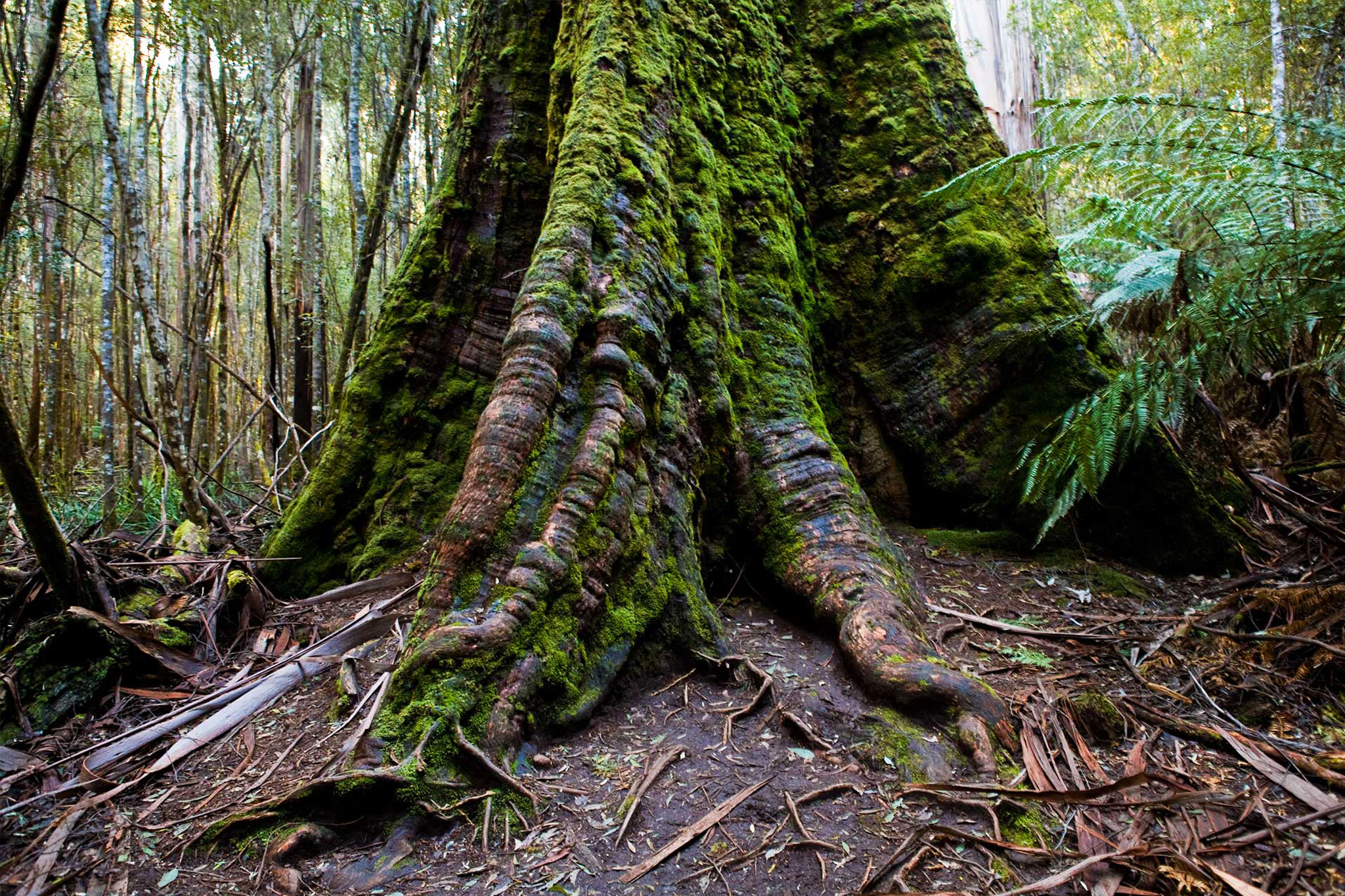 Styx Big Tree Reserve